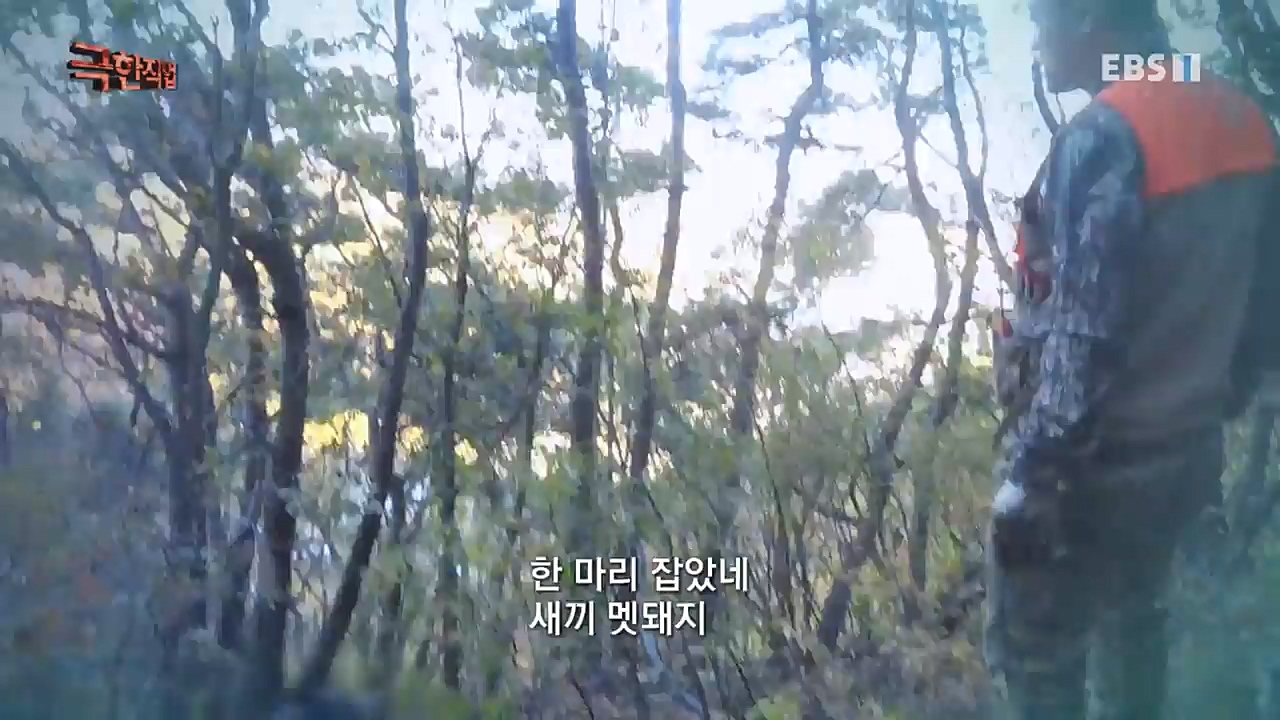 TV - 교육의 중심 EBS유해 동물과의 사투! 등검은말벌, 야생 멧돼지 퇴치.mp4_20221129_195001.570.jpg