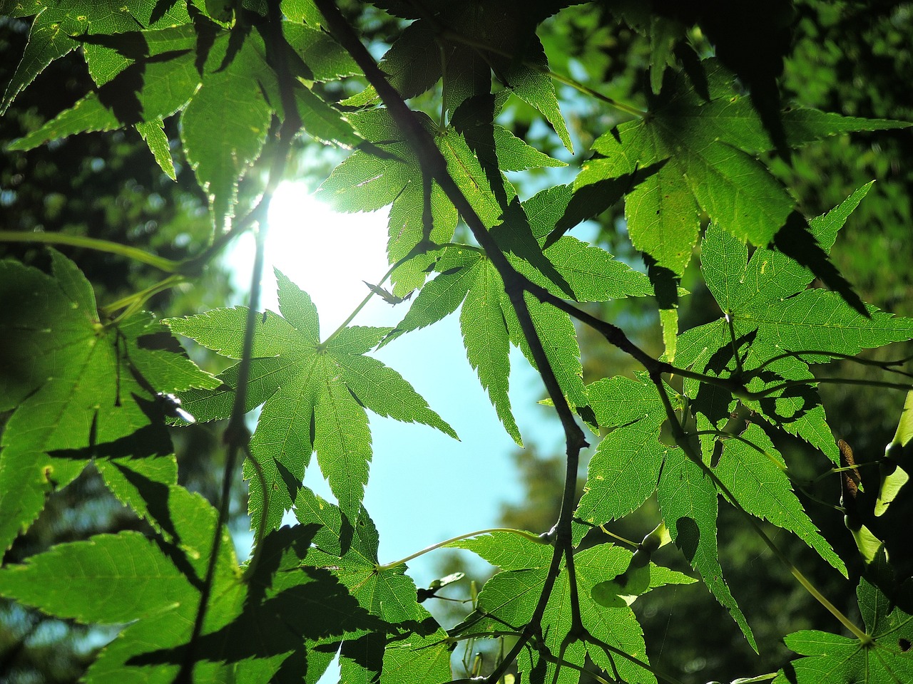 밥은 이미지