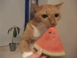 수박(Watermelon)