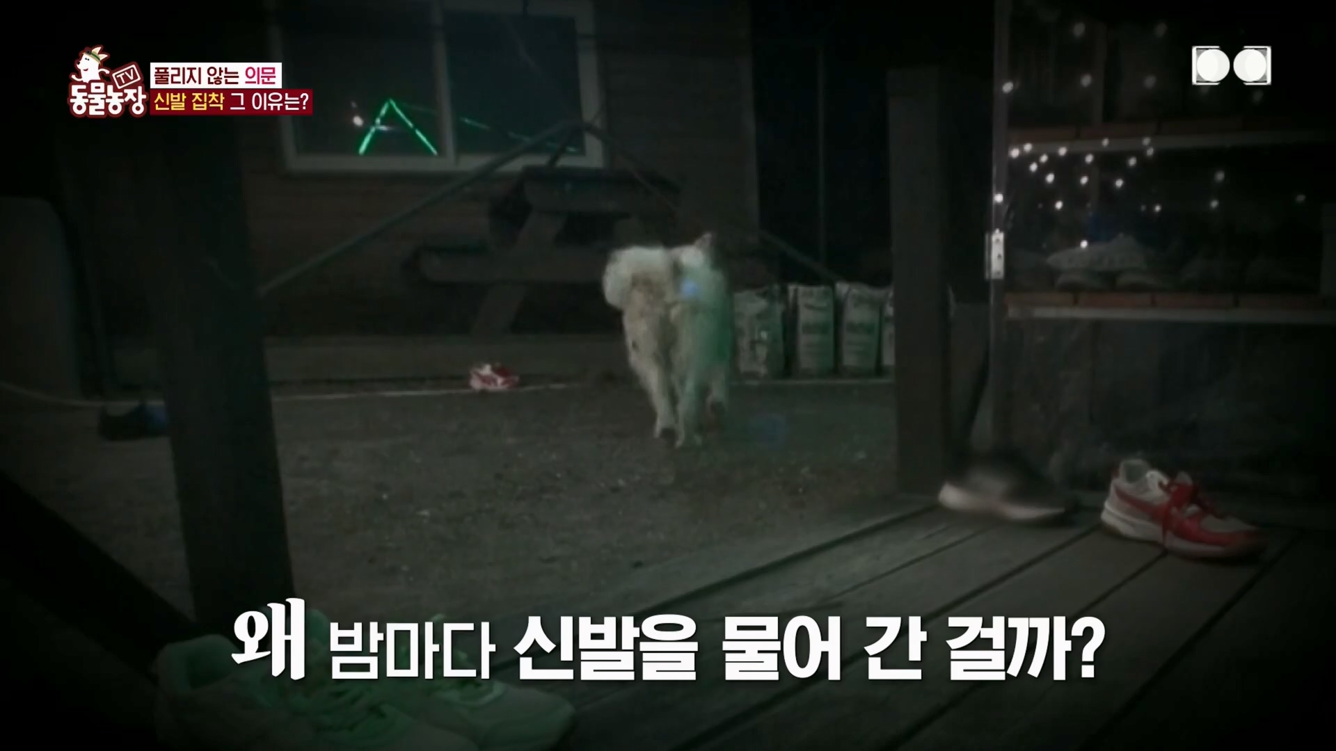 TV 동물농장.E1130.230723p.H264-F1RST.mp4_20230723_171223.507.jpg
