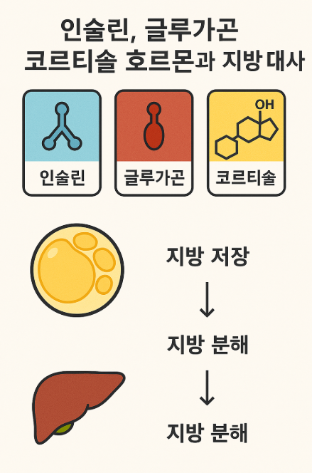 (인슐린, 글루카곤, 코르티솔 호르몬과 지방대사) 사진
