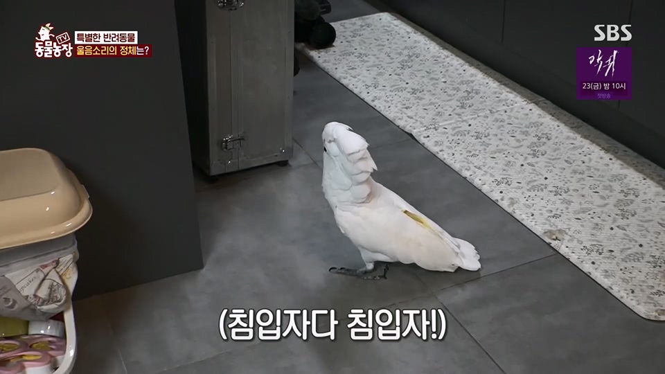 TV 동물농장.E1124.230611p.H264-F1RST.mp4_20230611_173551.994.jpg