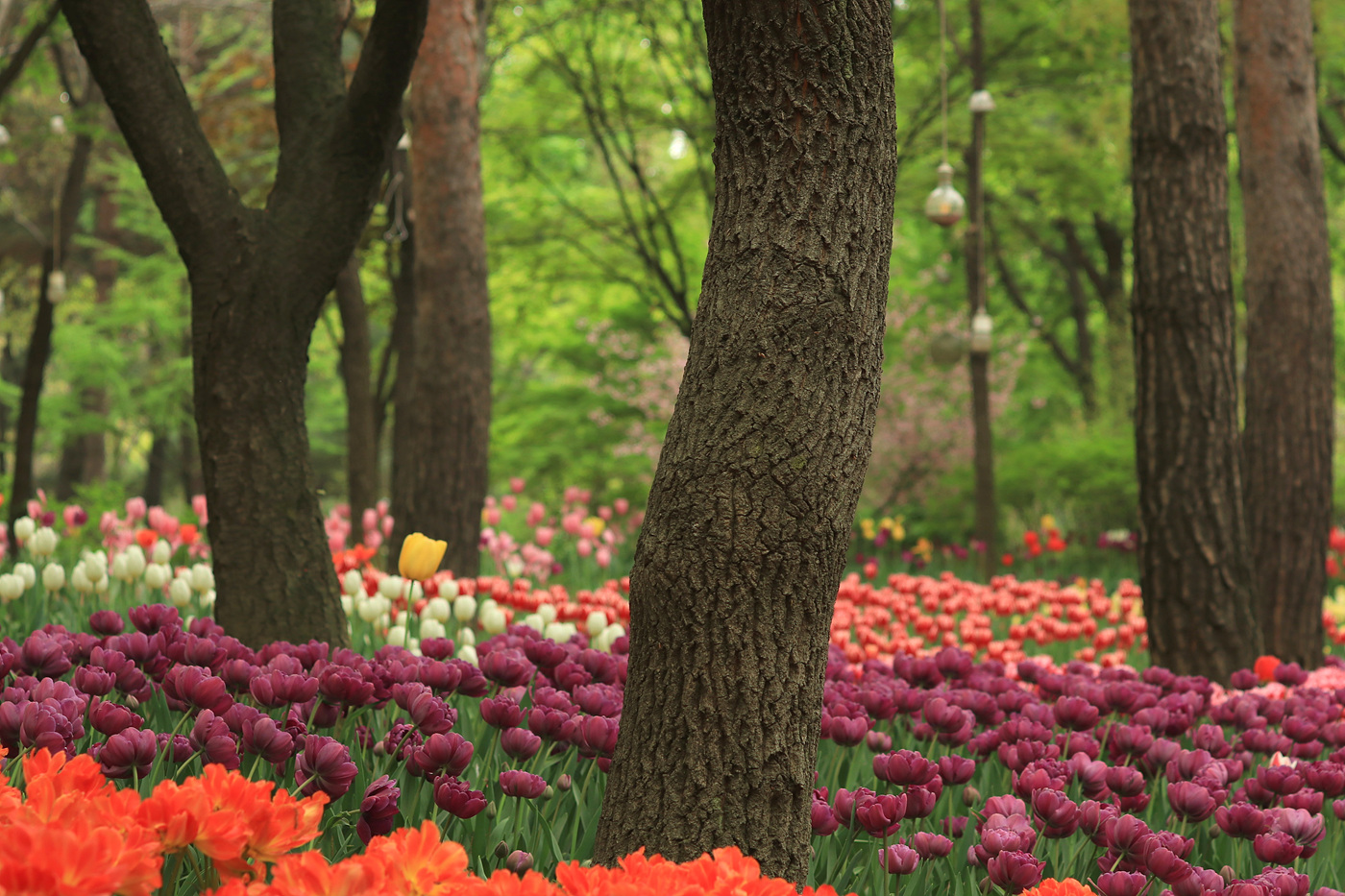 주말 서울숲 튤립 개화 현황… 19