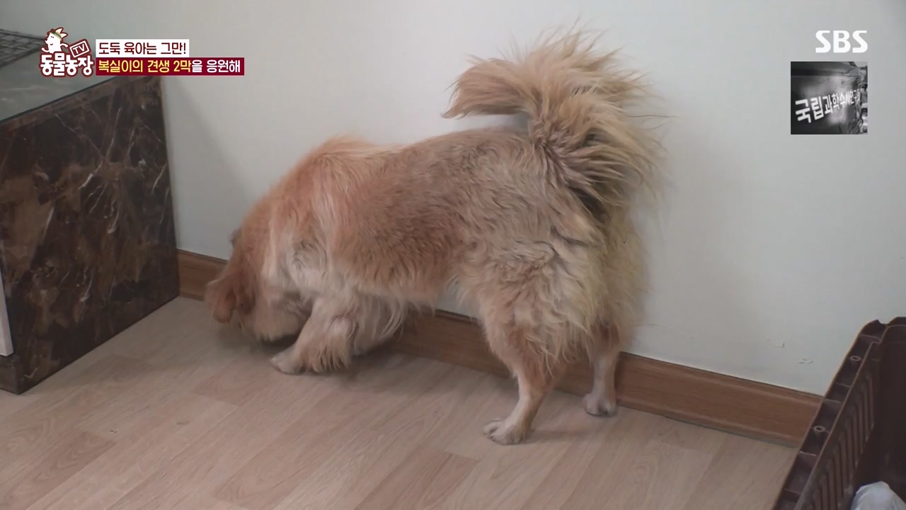 TV 동물농장.E1135.230828p-NEXT.mp4_20230827_180835.544.jpg
