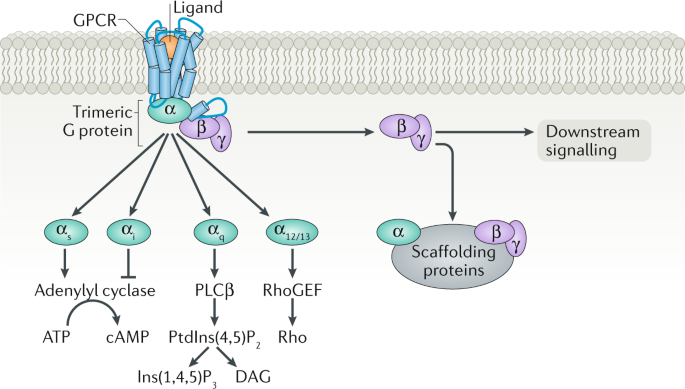 G 단백질 짝지움 수용체 전체 구조도