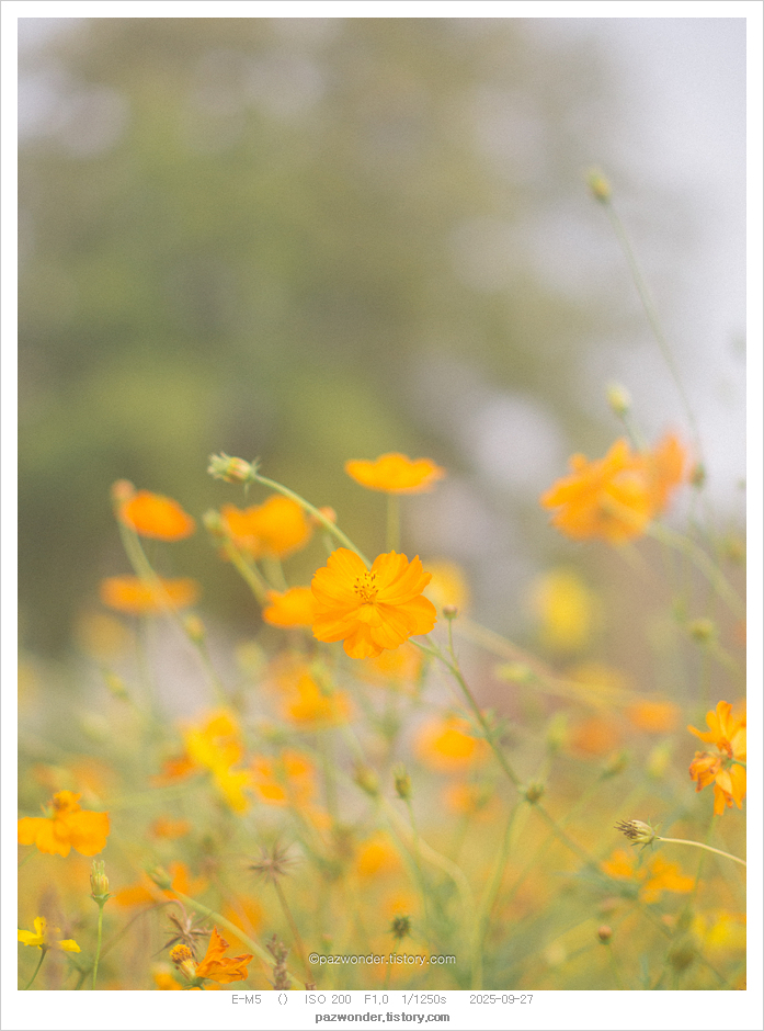 송현공원 이미지