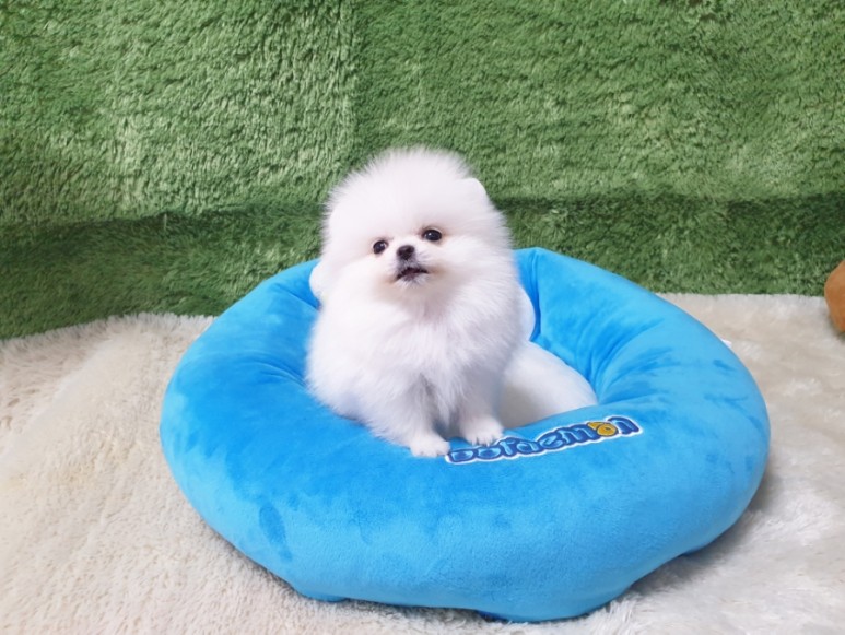 좋은 화이트 포메라니안 광주견분양 사교성 4