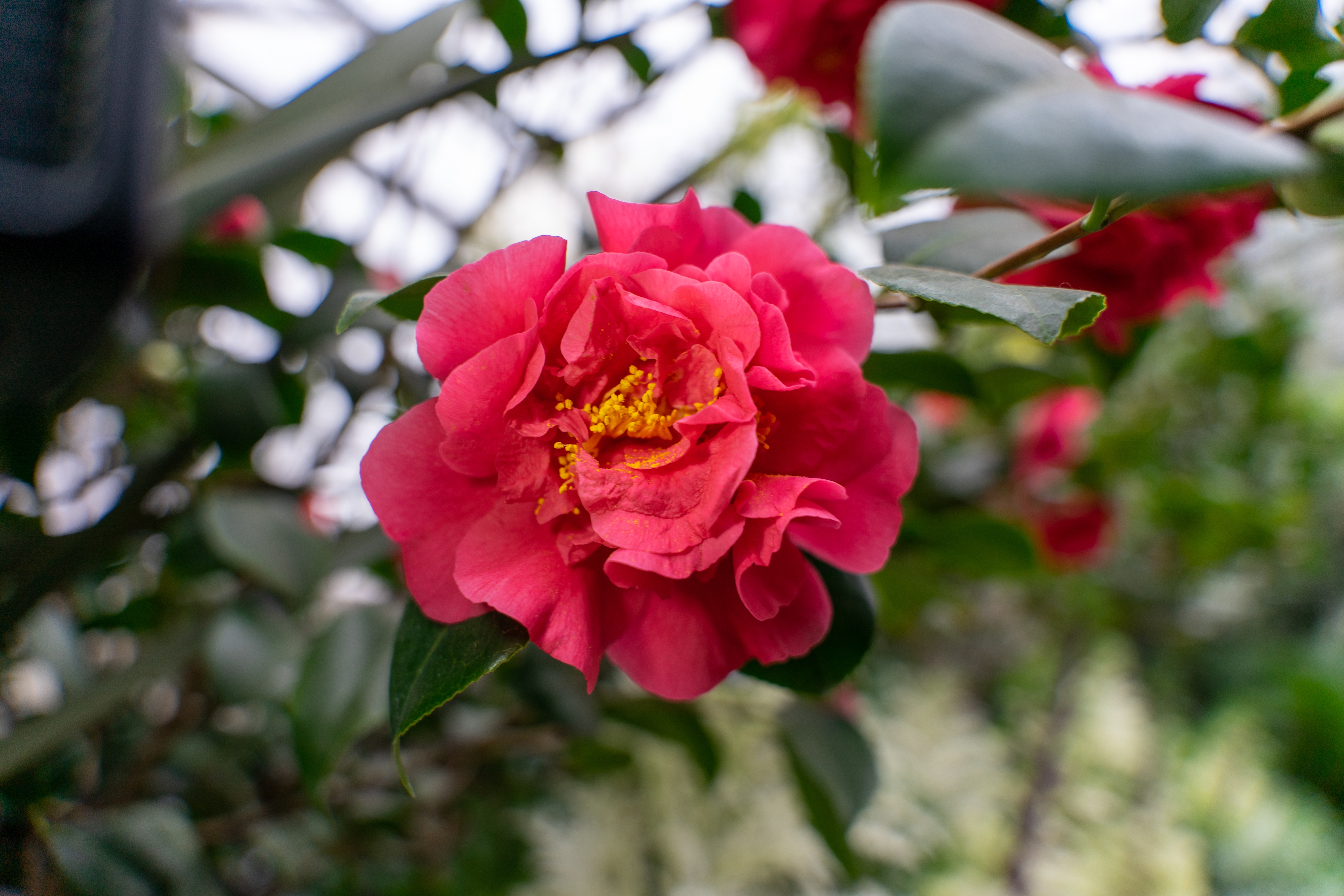 모란 나무의 가지에 활짝 핀 붉은 모란꽃 사진(closeup-shot-f-cute-sasanqua-camellia-flower)
