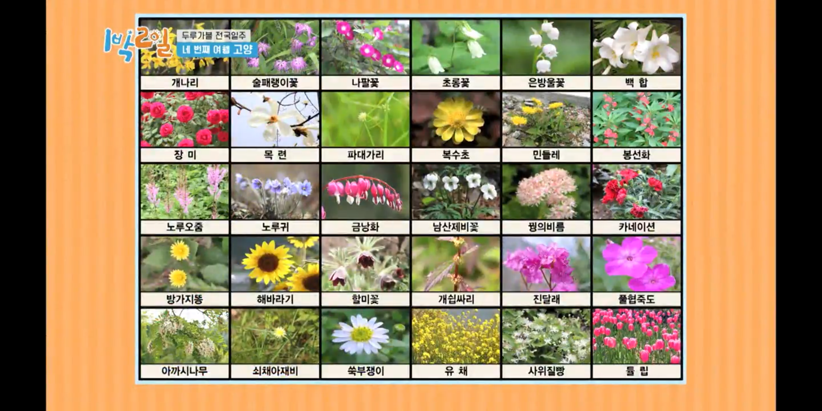  1박2일 두루가볼전국일주 꽃이름맞출고양
