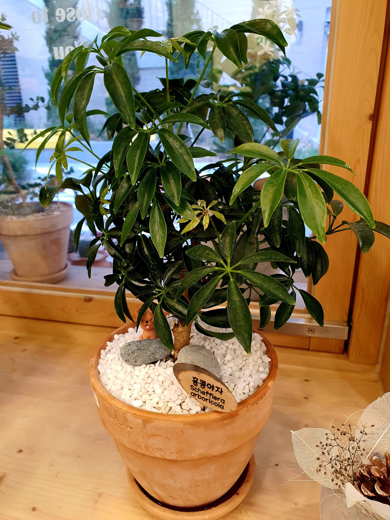 snake plant&#44; umbrella plant