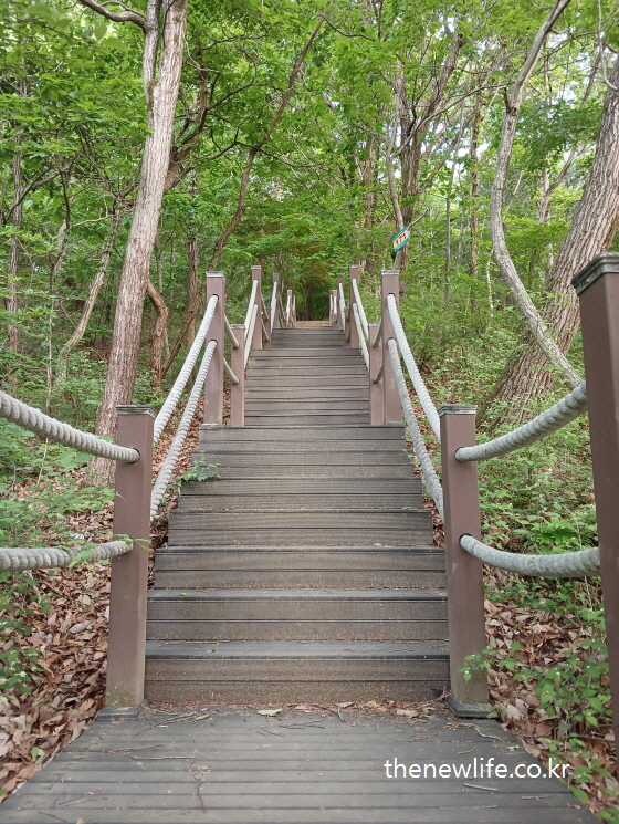 Wooden deck stairs ascending through a quiet forest trail-조용한 숲길을 따라 올라가는 나무 데크 계단