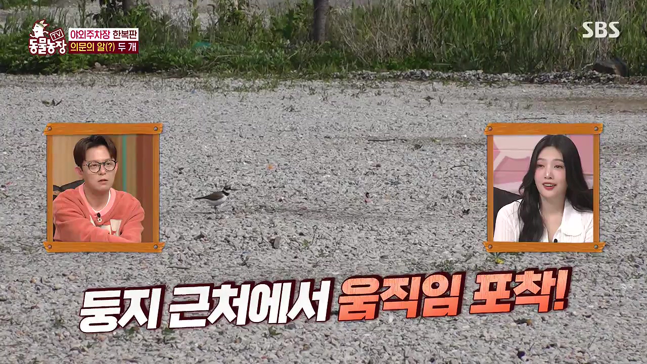 TV 동물농장.E1176.240617p-NEXT.mp4_20240616_170156.292.jpg