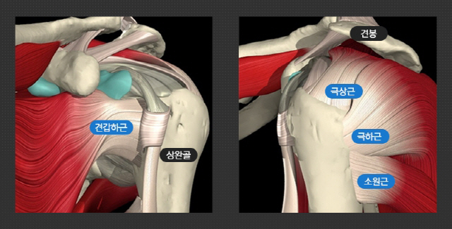 어깨랑 이미지