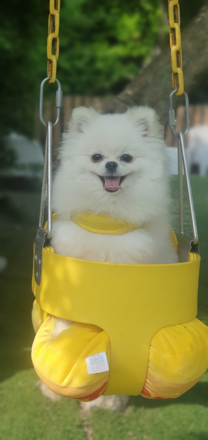 최신 강아지 나이 계산법