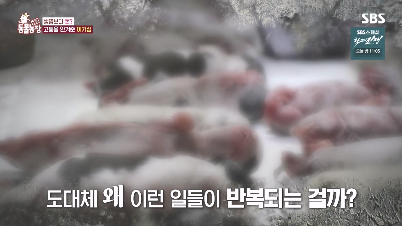 TV 동물농장.E1142.231023p-NEXT.mp4_20231022_173435.133.jpg
