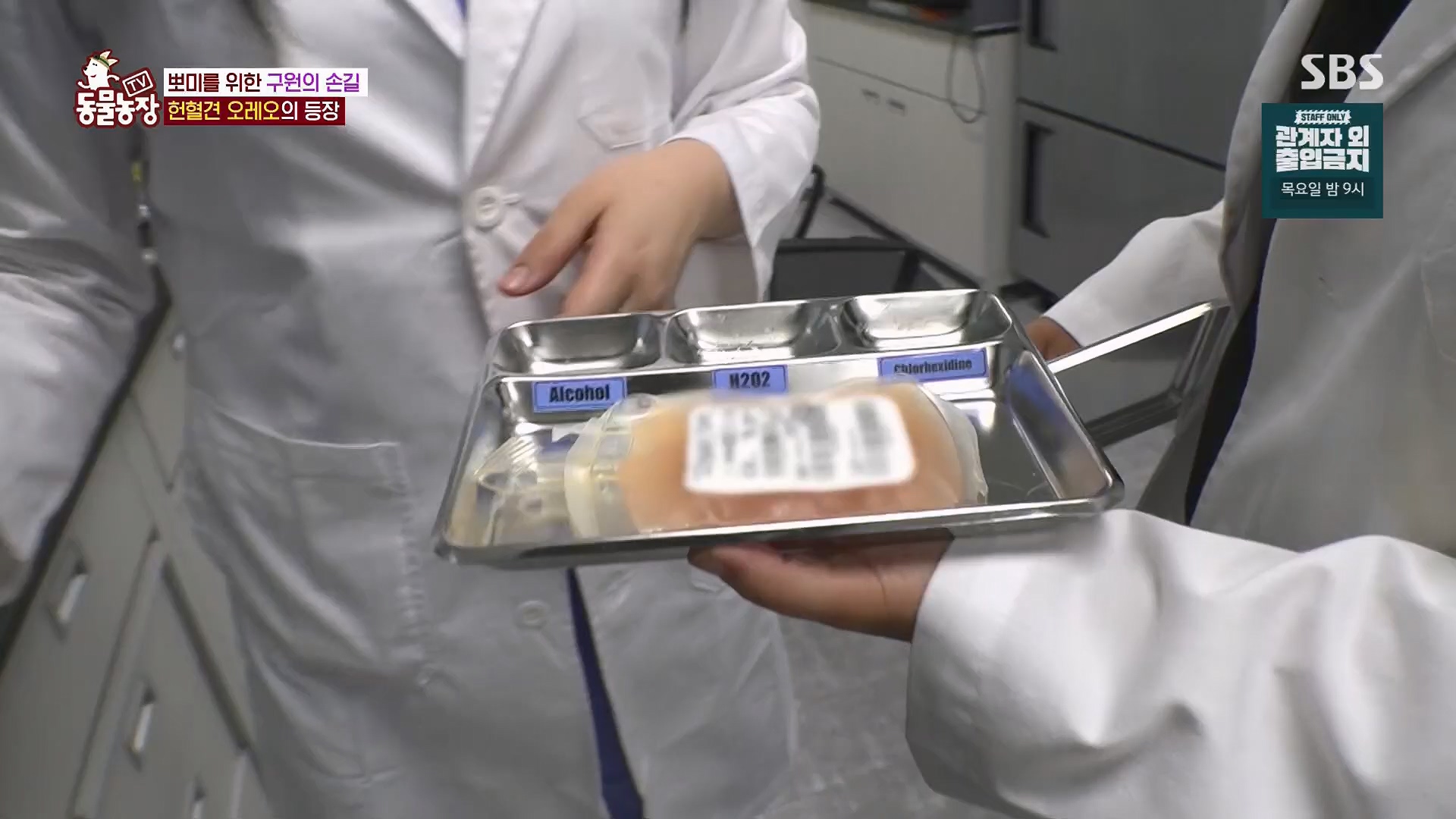 TV 동물농장.E1123.230604p.H264-F1RST.mp4_20230604_173308.445.jpg