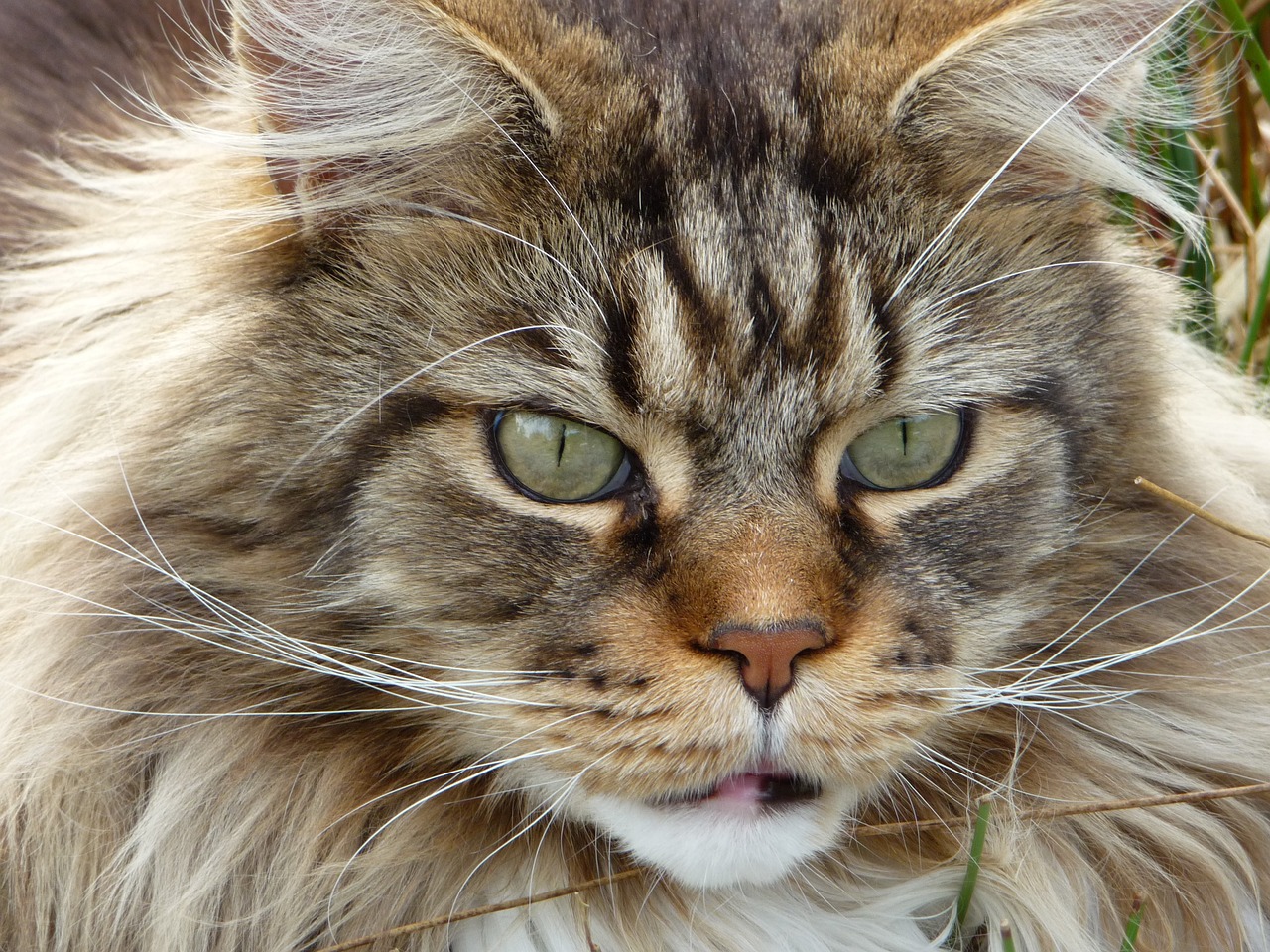 Maine Coon3