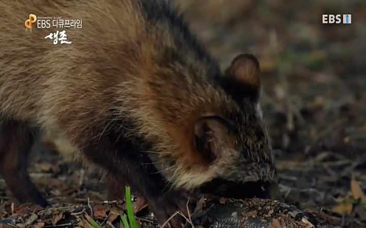 EBS 다큐프라임_ 220628.avi_20220629_210206.885.jpg