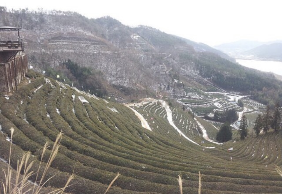 보성녹차밭