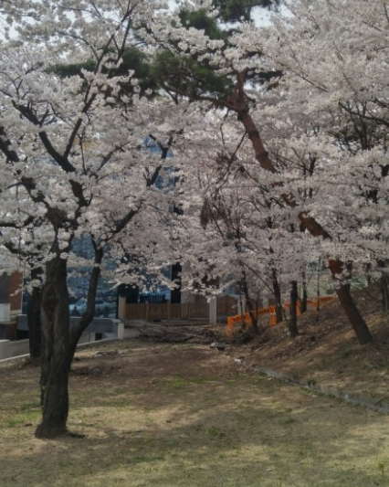 경기도 봄꽃명소