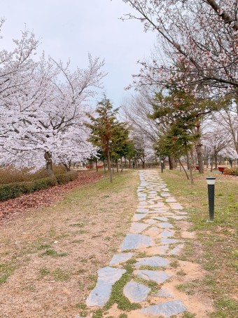 벚꽃 명소
