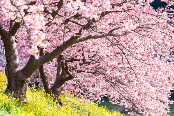 꽃꿈 이미지