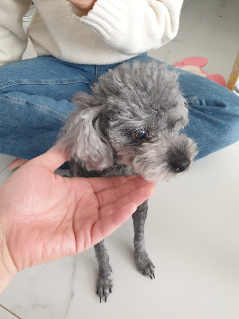 원인, 수술비용! 초기증상 대처법 견백내장