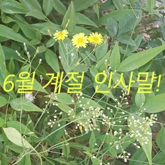 6월 인사말 모음 상황별 이미지 일러스트_18