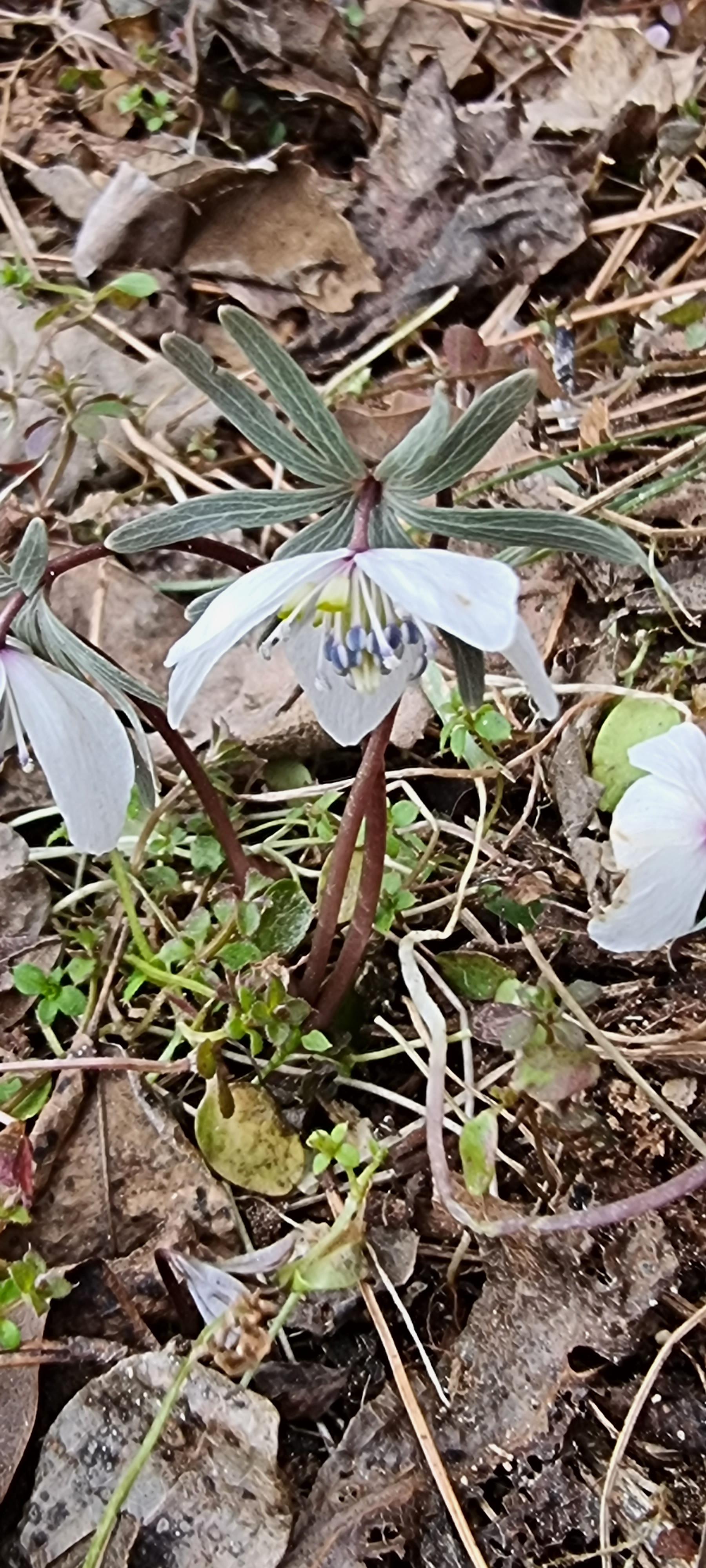 변산바람꽃 2