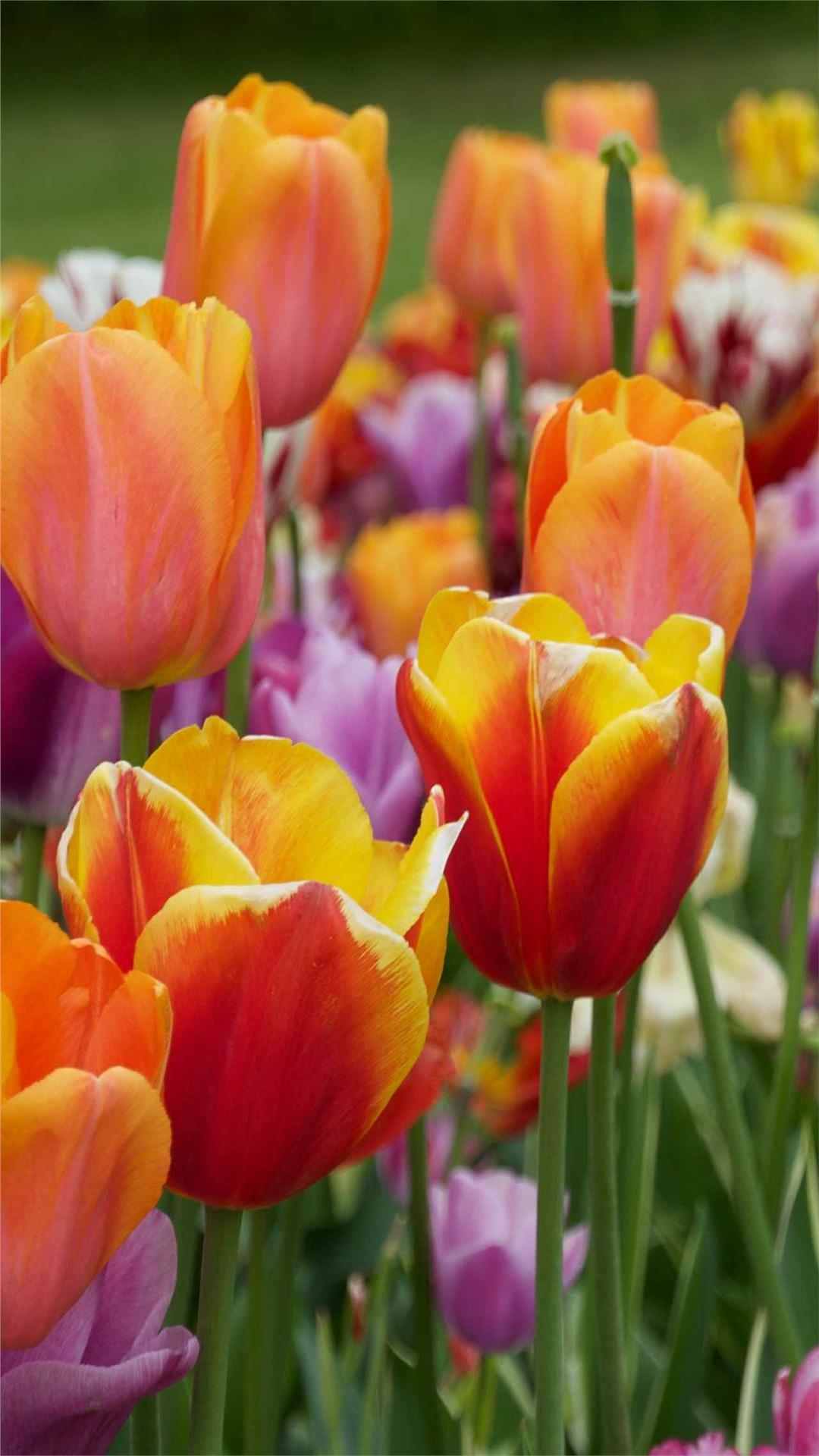 Tulip Flower iPhone Wallpaper