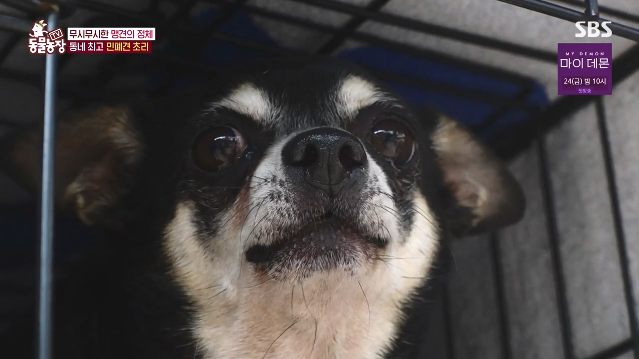 TV 동물농장.E1144.231106p-NEXT.mp4_20231105_175935.758.jpg