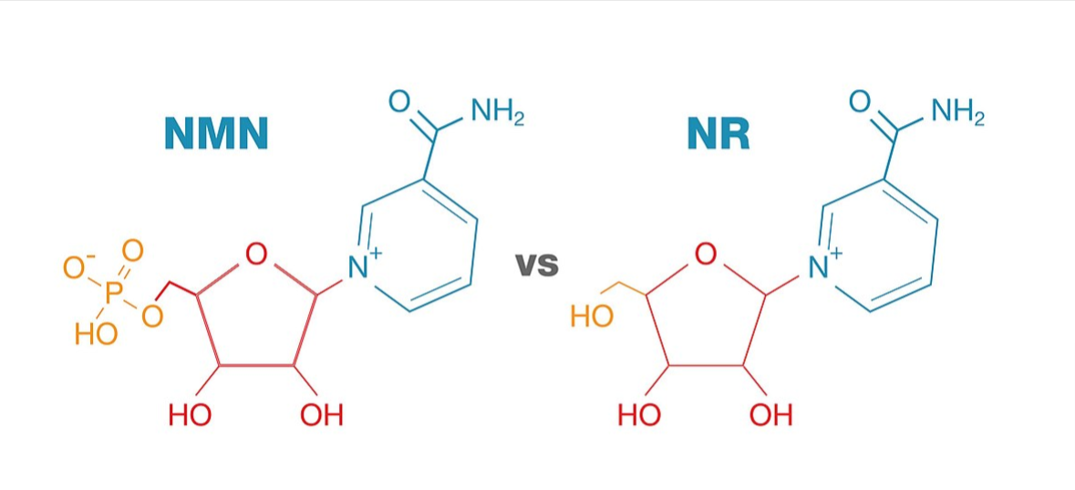 NMN 과 NR 분자구조 비교 사진