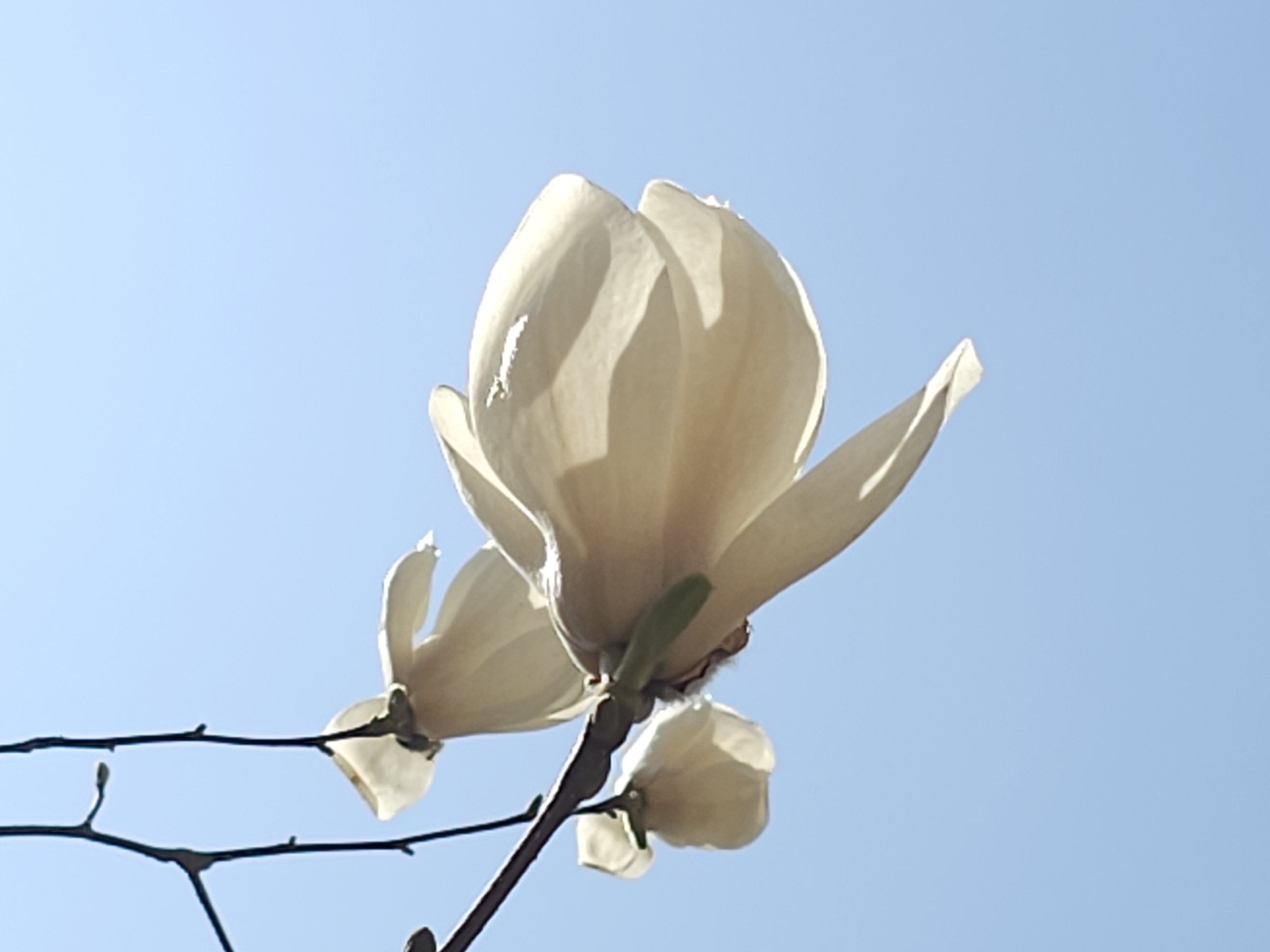 목련 이미지