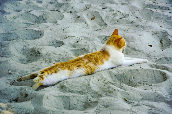 고양이-고양이모래-고양이해변