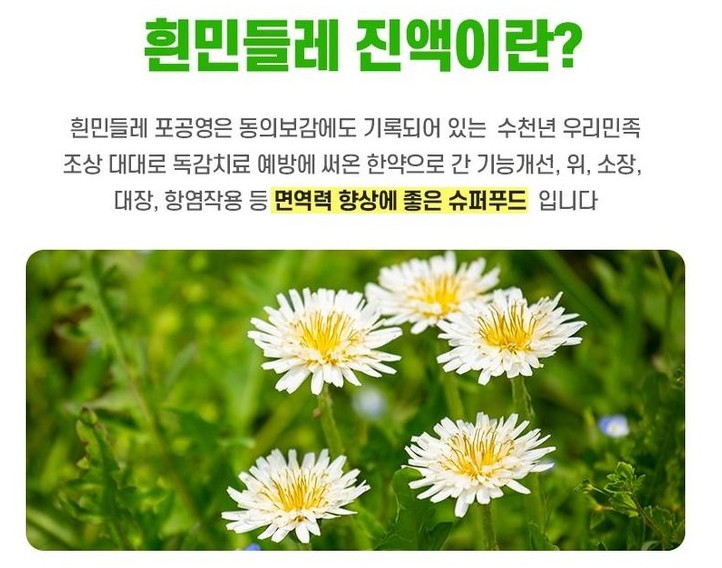  양구산 흰민들레 진액 효능