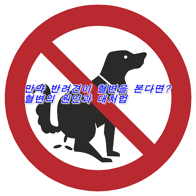  만약 반려견이 혈변을 본다면?혈변의 원인과 대처법