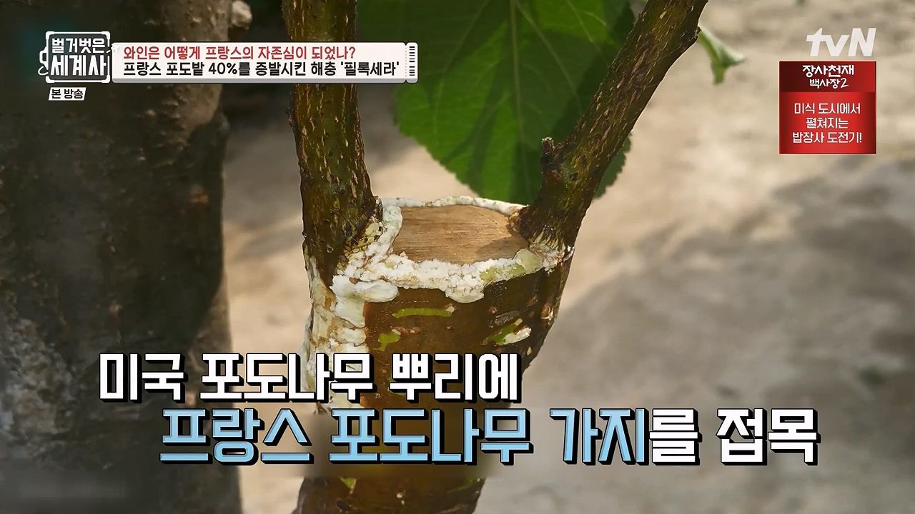 벌거벗은 세계사.E121.231018p-NEXT.mp4_20240518_165545.240.jpg