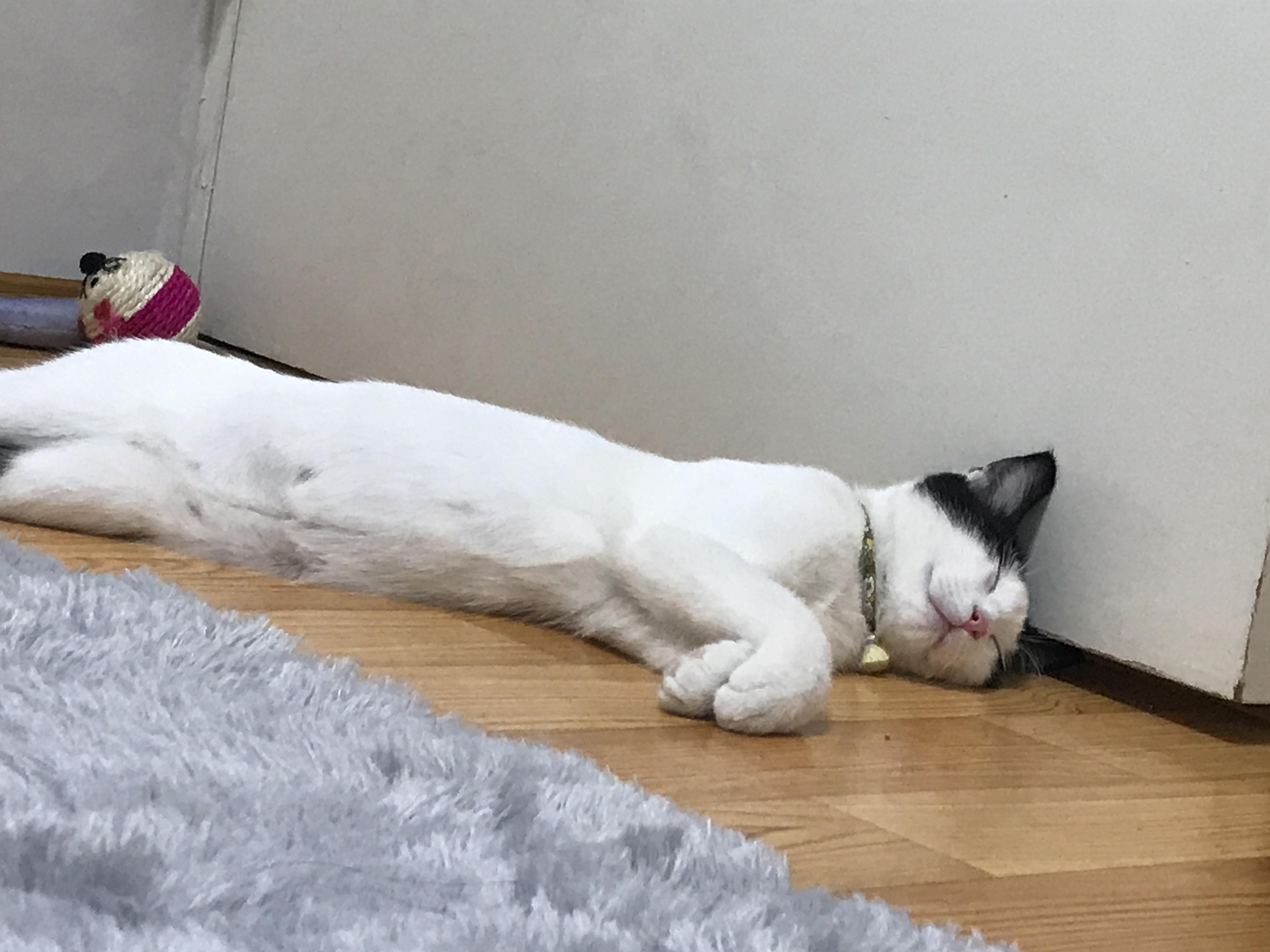 alt 태그