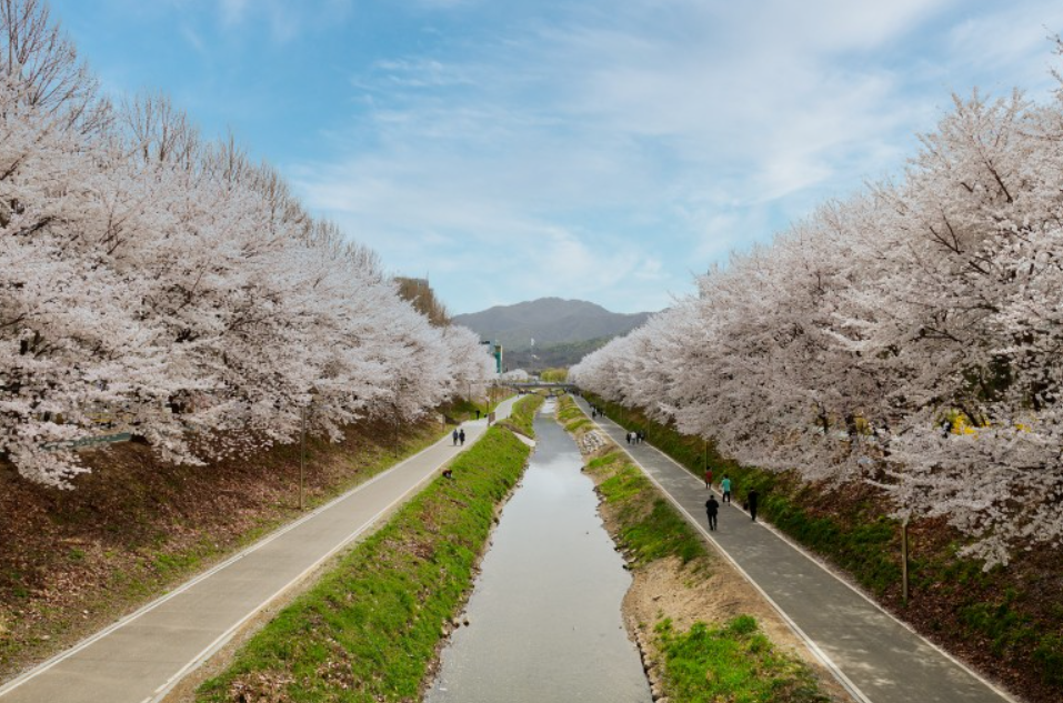 서울벚꽃명소