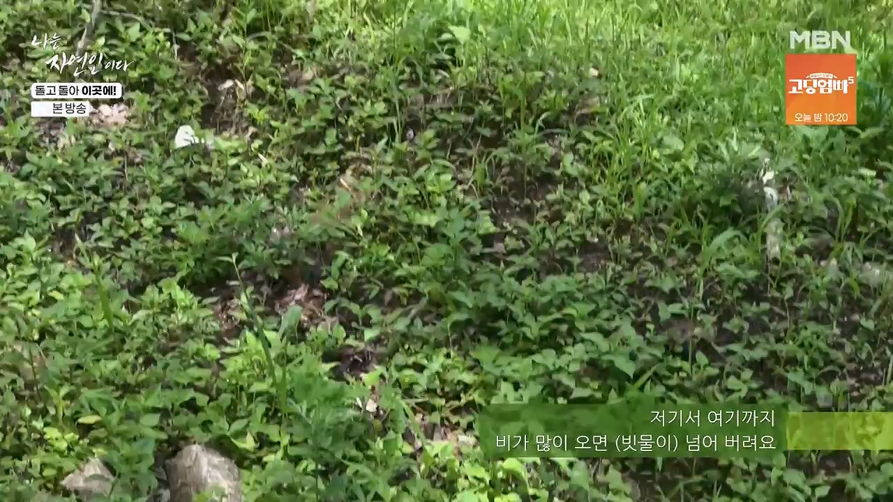 나는 자연인이다.E614.240718p-NEXT.mp4_20240718_195152.085.jpg