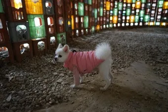 수도권 애견동반 여행지 5선 완벽 가이드 반려견 동반 산책 주말 여행지 추천_29