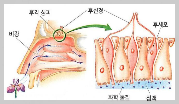 코가 냄새를 맡는 과정을 설명합니다.