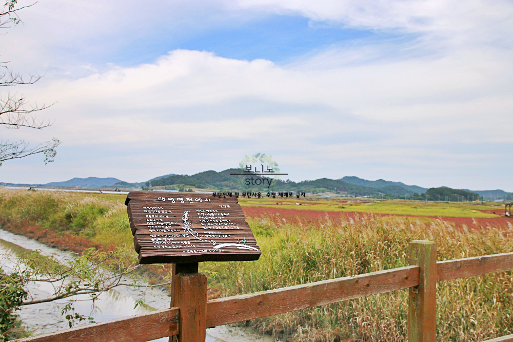 태평-염전-함초-사진