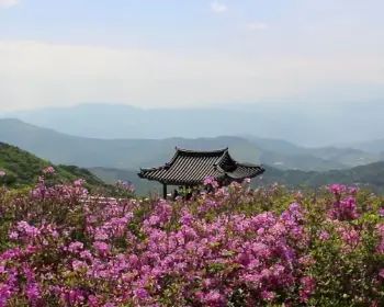 황매산 철쭉축제_2