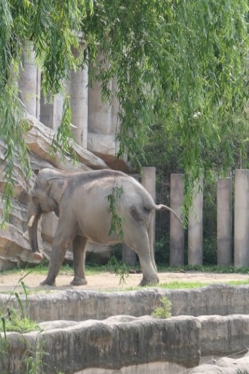 에버랜드 코끼리