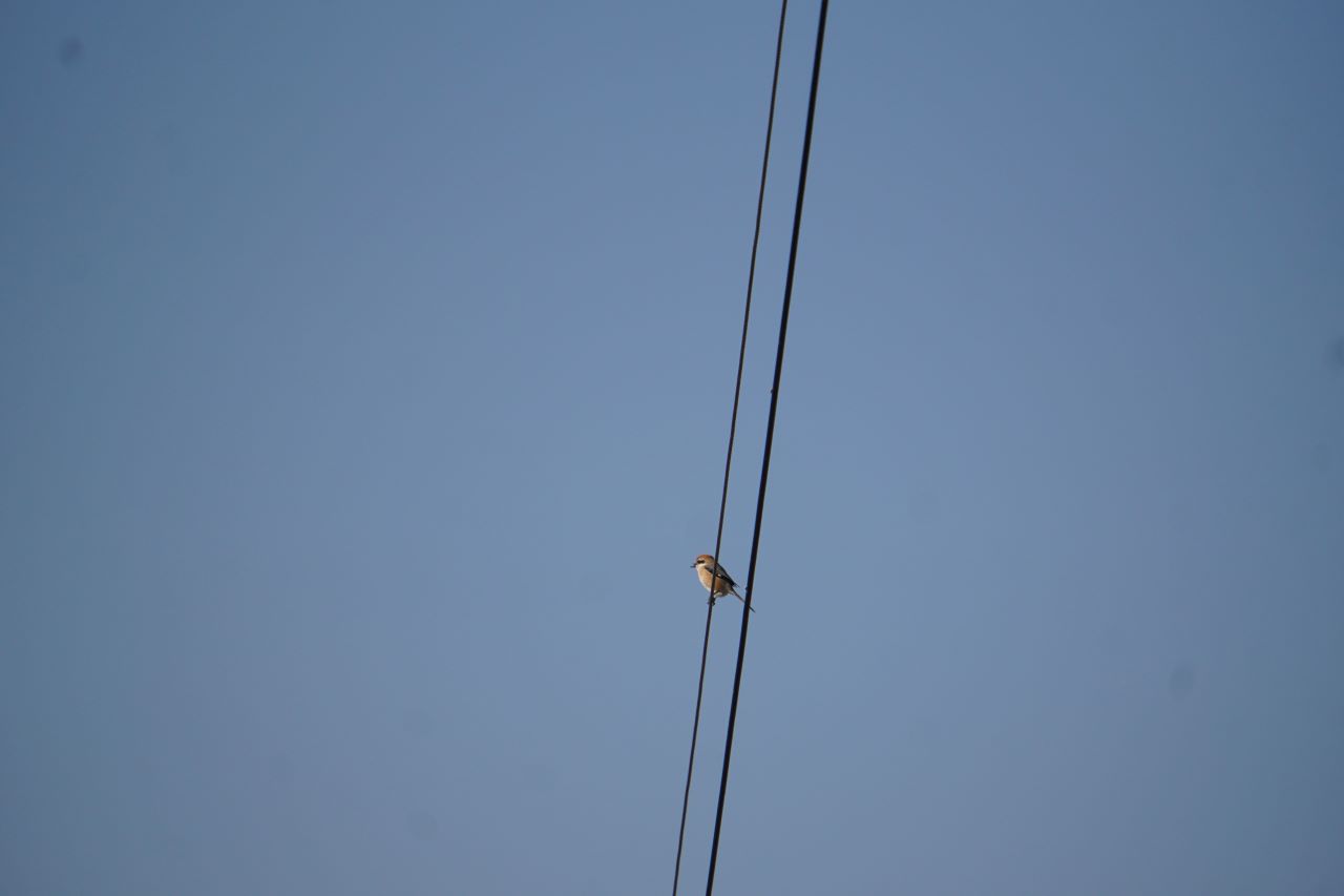 푸른 하늘&#44; 두 줄의 전깃줄&#44; 앞 쪽 줄에 앉아 있는 작은 새&#44; 올려다 본 사진&#44;