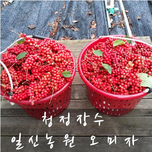  오미자 수확시기 (feat. 생오미자 가격, 오미자 첫수확)
