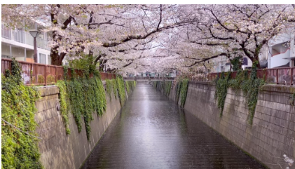 나카메구로 메구로강 벚꽃 사진
