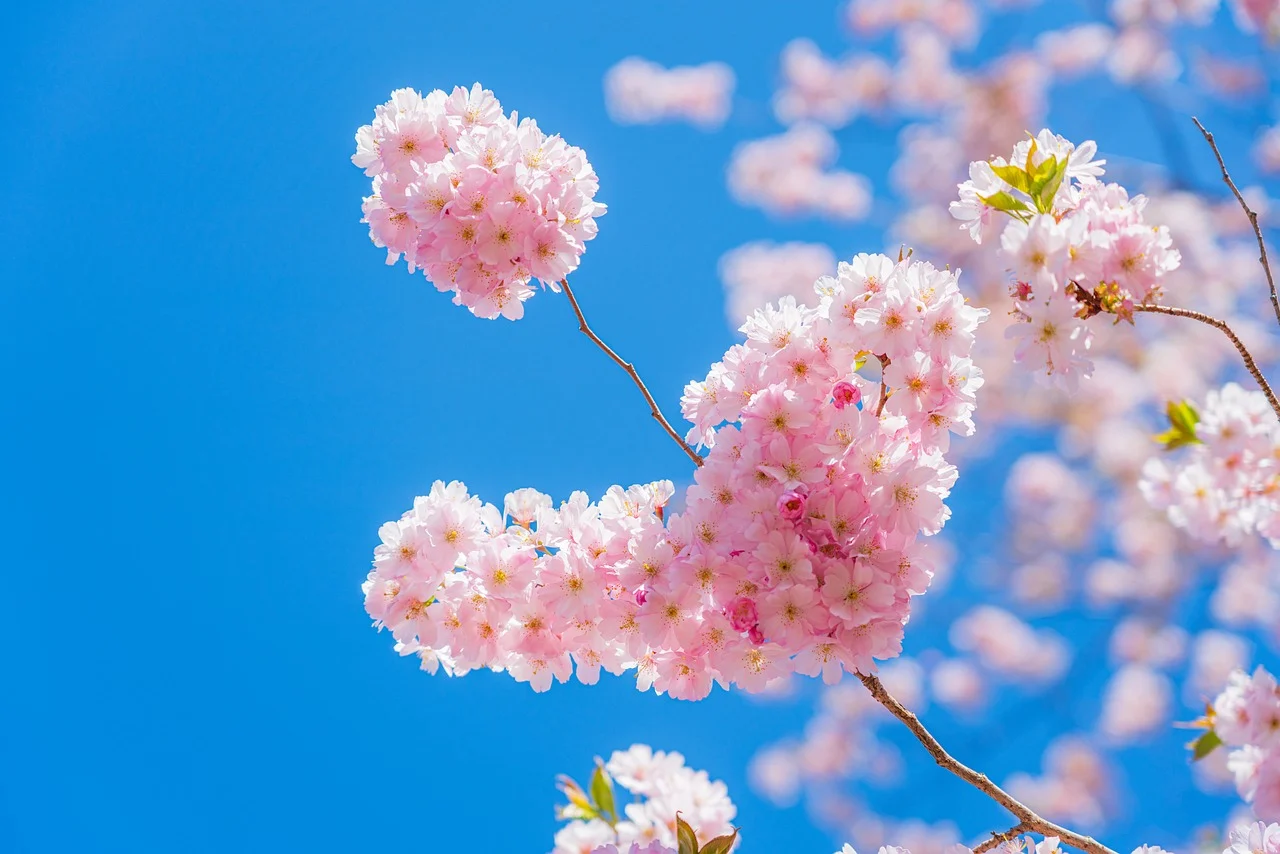 🌸2025 5월달력 무료 출력 &amp; 직접 만드는 법까지! 가정의달 알차게 보내는 꿀팁 총정리
