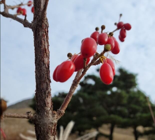 산수유 나무 가지 사진